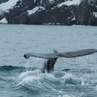 Whale watching in Iceland