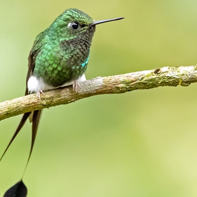White-booted Racket-tail