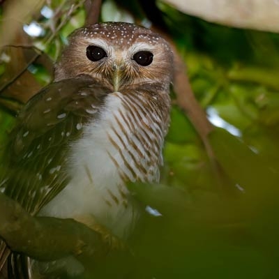 White-browed Hawk-Owl
