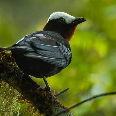 White-capped Tanager