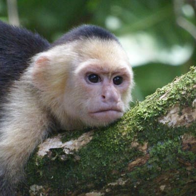 White-faced capuchin