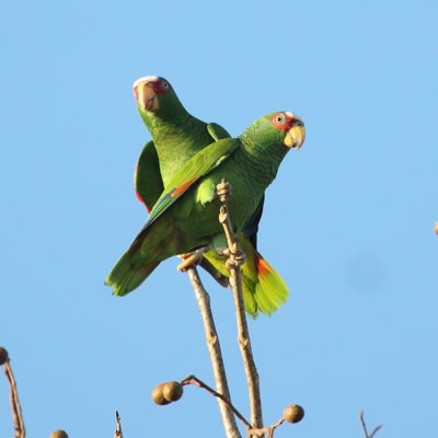White-fronted Parrots