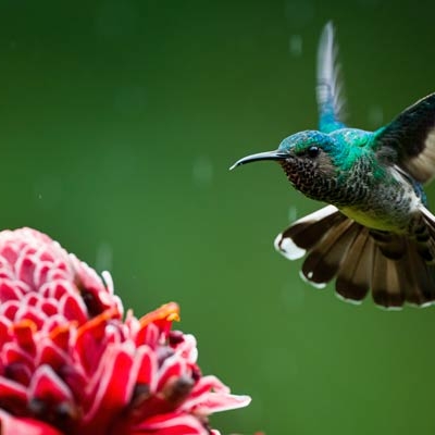 White-necked Jacobin