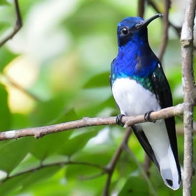White-necked Jacobin