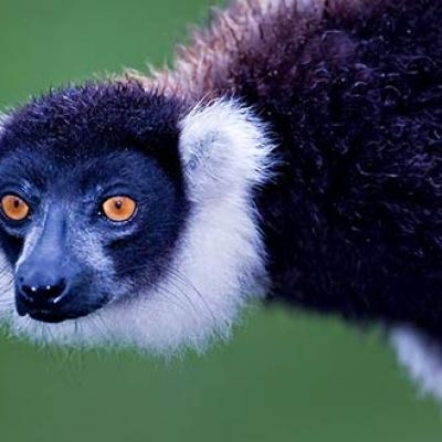 White-ruffed lemur near Andasibe