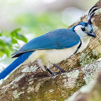 White-throated Magpie-Jay