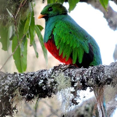  White-tipped Quetzal 