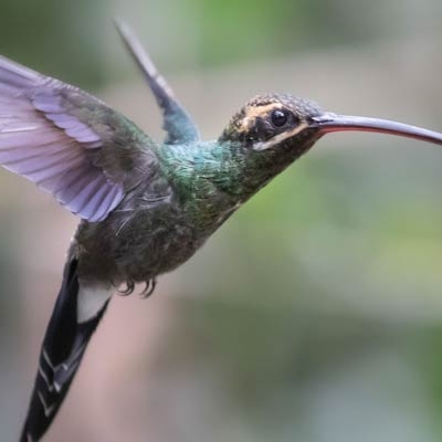 White-whiskered Hermit