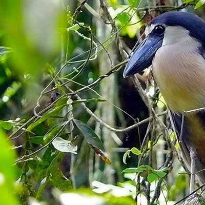 Boat-billed Heron