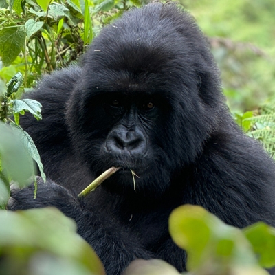 Wild Mountain Gorilla