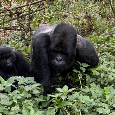 Wild Mountain Gorillas