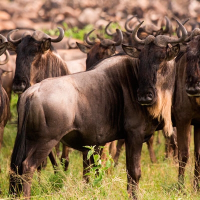 Wildebeest herd