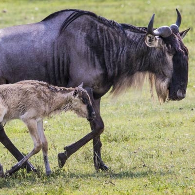 Wildebeest with calf
