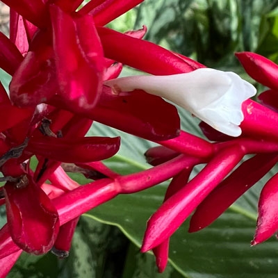 Wildflower at Selva Verde