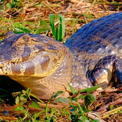 Yacare caiman