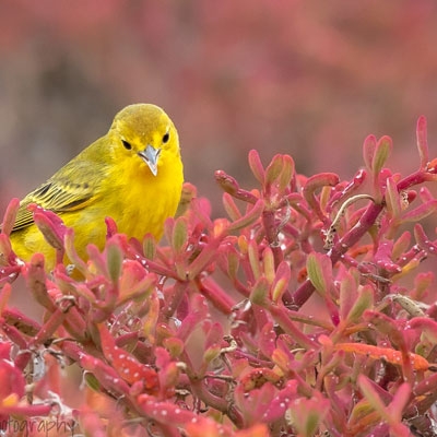 Yellow Warbler