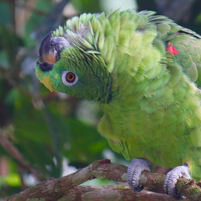 Yellow-crowned Parrot