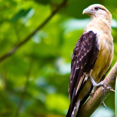Yellow-headed Caracara