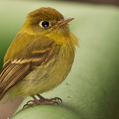 Yellowish Flycatcher
