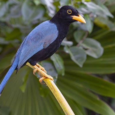 Yucatan Jay
