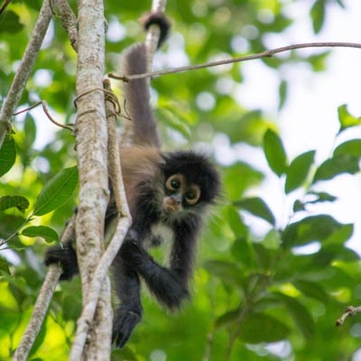 Yucatan spider monkey