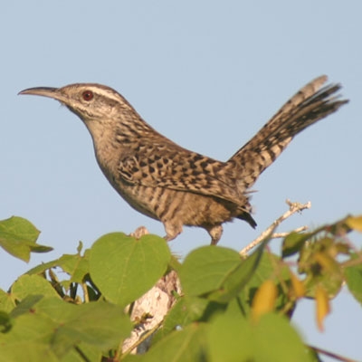 Yucatan Wren