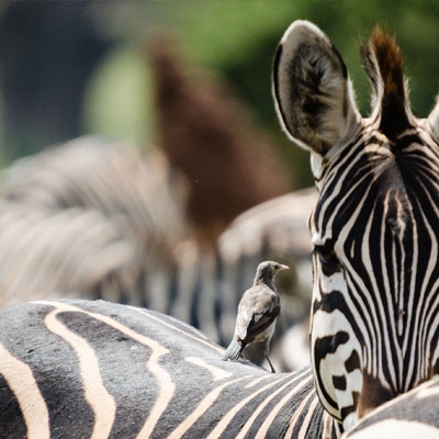 Zebra at Tarangire National Park