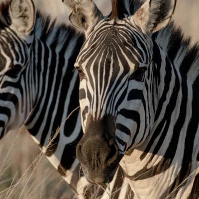 Zebras