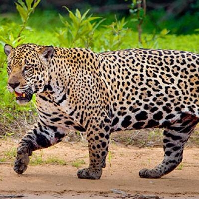 Jaguar