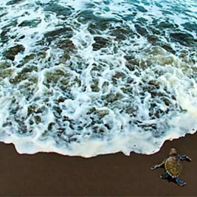 Baby Sea Turtle