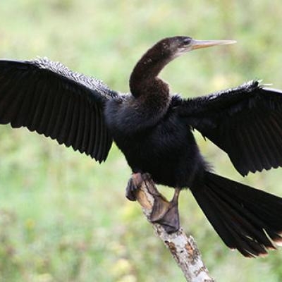American Anhinga