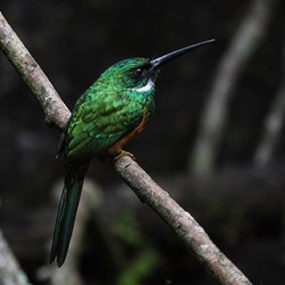 Rufous-tailed Jacamar