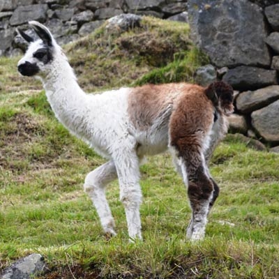 Alpaca