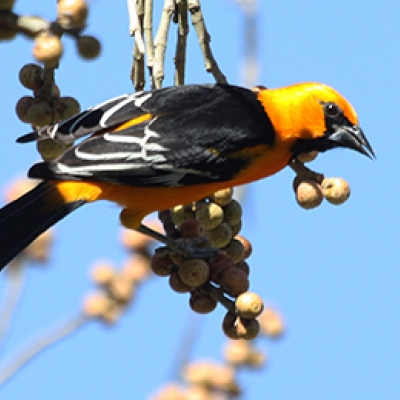Altamira Oriole