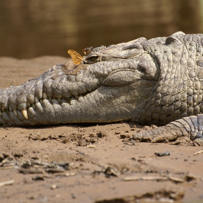 American crocodile on the Tárcoles River