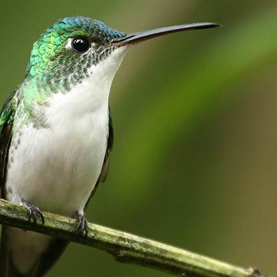 Andean Emerald on the trails at San Isidro Lodge