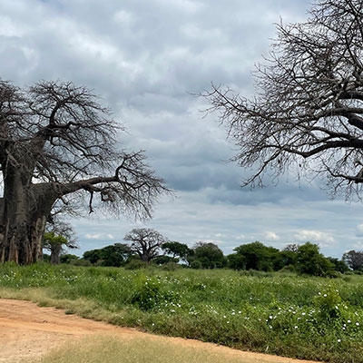 Baobab trees in Tarangire National Park