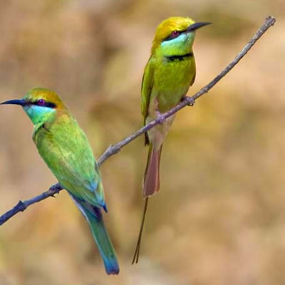 Bee-eaters