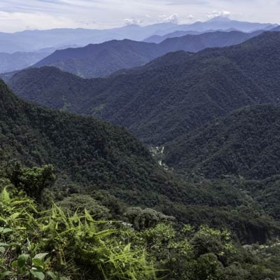 Cloud forest near Mindo