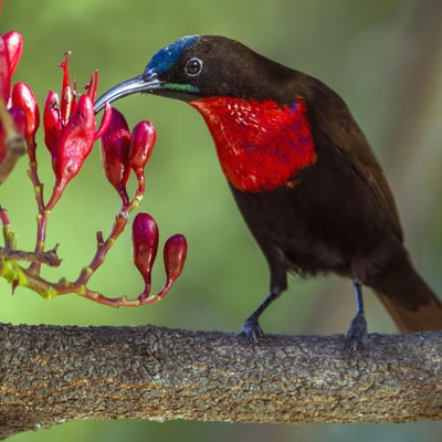 Scarlet-chested Sunbird