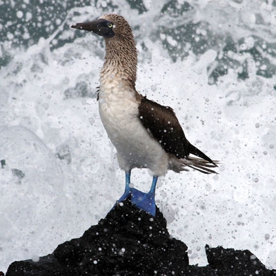Blue-footed Booby