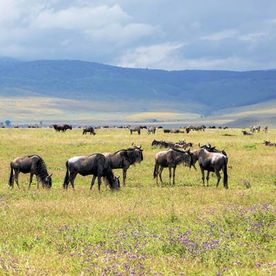 Wildebeest in Ngorongoro Crater