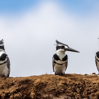 Pied Kingfishers
