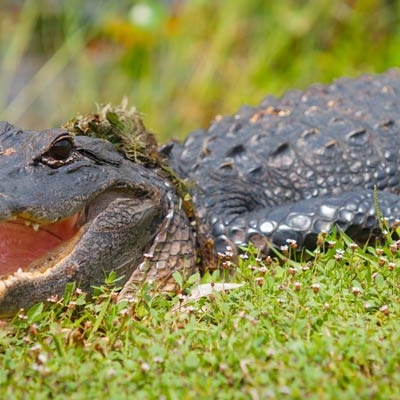 American alligator