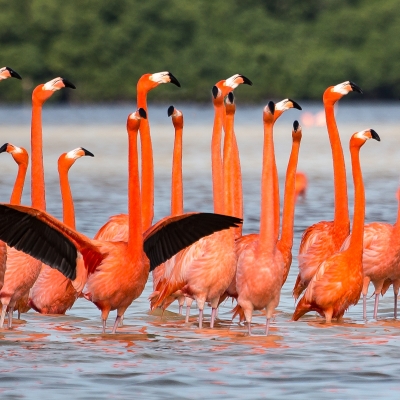Yucatan Flamingos