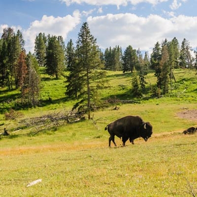 Bison near Yellowstone National Park, Wyoming
