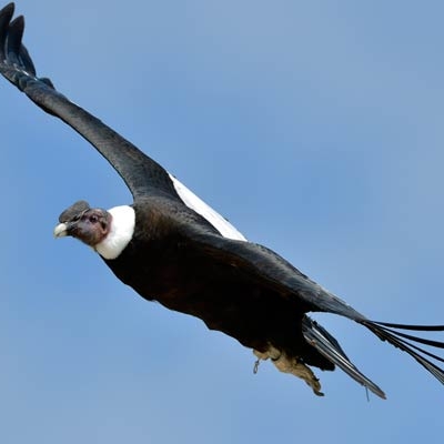 Andean Condor