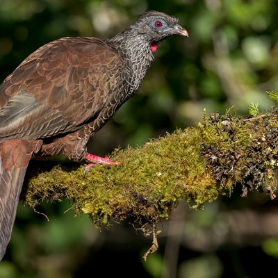 Andean Guan
