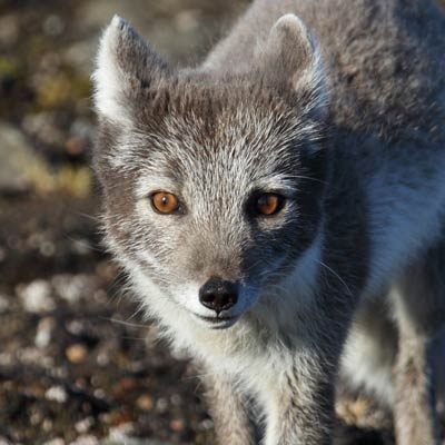 Arctic fox
