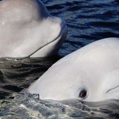 Beluga whales in the Arctic Sea